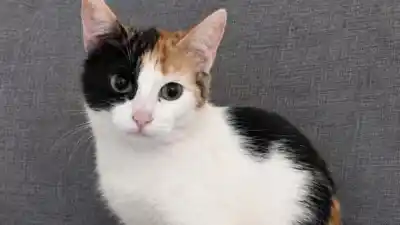 Una gata tricolor busca dueño en Jujuy: la llaman 'Haití' y ya está lista para adoptar