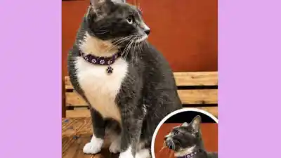 Desesperada búsqueda de una gata perdida en barrios de Jujuy: quién la vio
