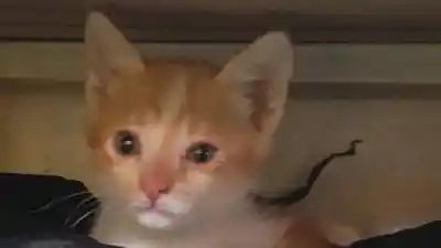 Un gato rescatado en la vieja terminal busca un hogar en la capital jujeña