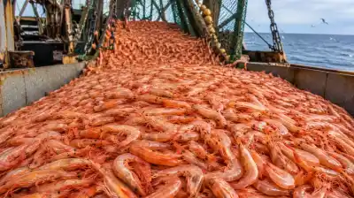 El langostino argentino explota: capturas récord del 121% y una amenaza que podría frenar todo