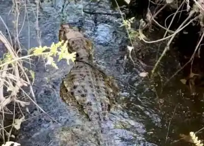 La yacaré que quedó atrapada en una represa de Papel NOA volvió a su hogar