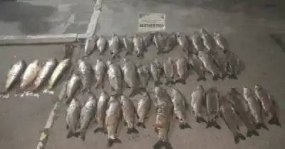Un control de rutina en Metán terminó con un insólito secuestro: llevaba más de 47 piezas de pescado y redes