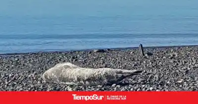 Foca leopardo en la costanera de Río Gallegos: qué dijeron las autoridades y por qué no hay que acercarse