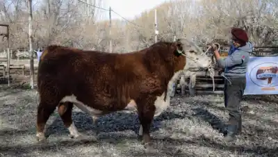 El chequeo que ningún toro debería evitar antes del servicio: qué revela y por qué puede salvar tu rodeo