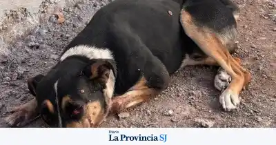 El misterio detrás de las heridas de Luis: no fue un atropello, sino algo mucho peor