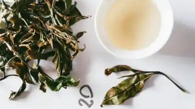 El té del INTA vuelve a brillar: premios gourmet y nuevos cultivares que prometen revolucionar Misiones