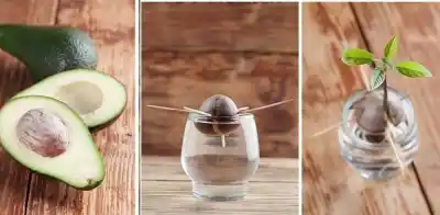 ¿Cansado de pagar caro la palta? Así podés tener tu propio árbol en Misiones