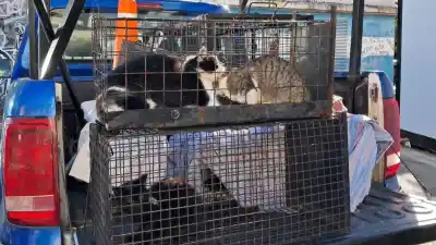 Crecieron las colonias de gatos en Rosario y buscan frenar su reproducción descontrolada