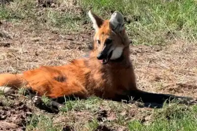 Un aguará guazú apareció en una gomería y el operativo para rescatarlo sorprendió a todos