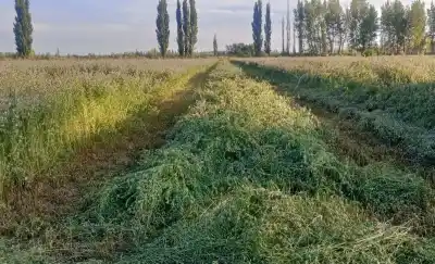Work Men S.A. dejará el petróleo por la alfalfa: el plan que promete 200 empleos en 25 de Mayo