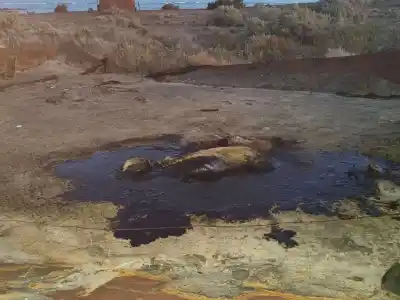 Un perro empetrolado en Comodoro fue rescatado tras una operación conjunta: "Ayuda, sigue respirando"