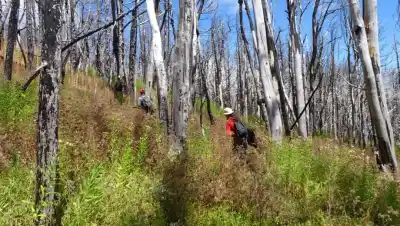 El secreto de los bosques patagónicos: cómo logran renacer tras el fuego