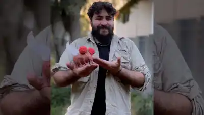Perdió sus cerezos por una plaga y su tesis encontró una solución sorprendente