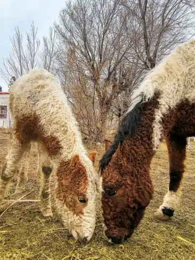 El secreto de los caballos con rulos que esconde la Línea Sur: un viaje único a la Patagonia