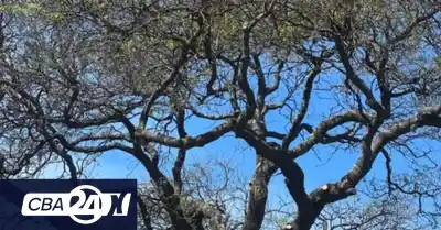 Villa Allende: la comunidad se reúne en el Quebracho Centenario para honrar a la Pachamama