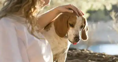 El reiki en mascotas: la terapia que gana adeptos y promete calma