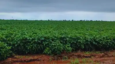 El secreto de los suelos del Chaco Seco: qué reveló el INTA para producir sin agotarlos