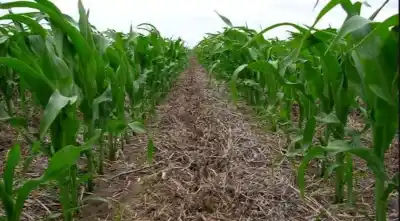 Chicharrita en el norte: la estrategia de Bayer para una campaña que promete