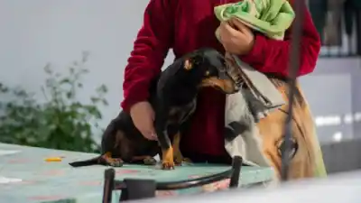 Carrodilla: el móvil veterinario llega con castraciones y vacunas, pero hay un detalle que tenés que saber