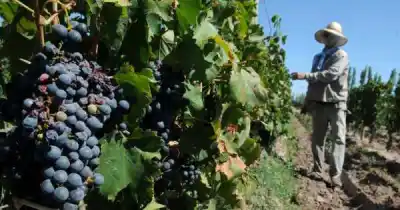 El vino mendocino acumula 41 meses en rojo: el dato que golpea al productor