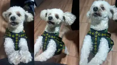 Un caniche desapareció en La Banda y su familia está desesperada: ¿lo viste?