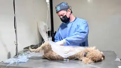 El quirófano móvil de Zoonosis llega a cinco barrios de la capital: conocé los requisitos