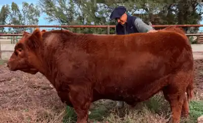 Histórico remate en Tres Arroyos: un consorcio pampeano desembolsó una cifra récord por un toro Angus