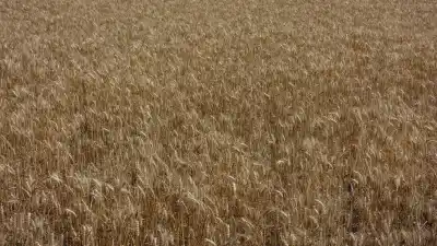 El Niño sacude el campo: las estrategias que cambian para no perder la cosecha