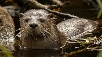 Un regreso que parecía imposible: hallan rastros del huillín tras cuatro décadas en el Parque Nacional Los Alerces
