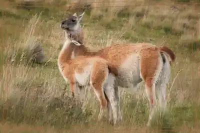El gigante patagónico que pocos conocen: hoy se celebra su día internacional