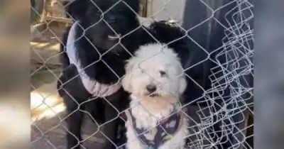 Un Malbec solidario: así ayuda un vino mendocino a los refugios de animales