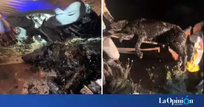 Un perro quedó sepultado en petróleo y su rescate desesperado movilizó a toda una ciudad