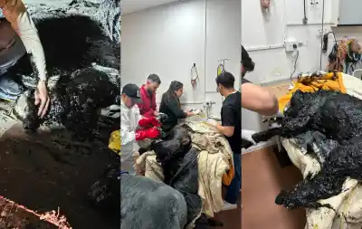 El drama de Nico: el perrito empetrolado en Comodoro sigue luchando y su recuperación tiene un nuevo capítulo