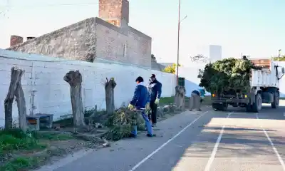 Sacrificio verde: Trelew talará 20 árboles para renovar la pista de atletismo