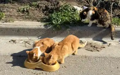 El legado de Olga sigue vivo: dos de sus gatas ya encontraron un nuevo hogar