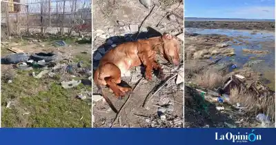 Cansado de ver perros muertos y vidrios en los minibasurales, un vecino tomó una decisión extrema