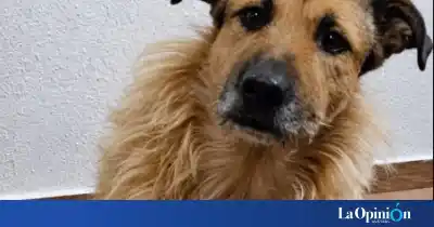 El drama de Max: rescatado de la calle en Río Gallegos, ahora busca un hogar para siempre