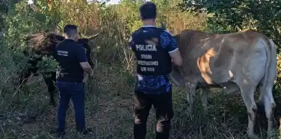 El misterio de los bueyes robados: aparecieron ocultos en San Vicente