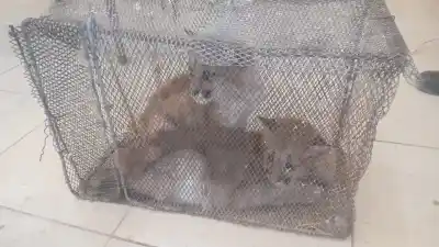 Aparecieron con pumas en sus casas: el insólito hallazgo que derivó en un operativo policial en Sarmiento