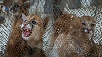 Rescataron a dos cachorros de puma que vivían hacinados en Sarmiento: el hallazgo que conmueve a San Juan