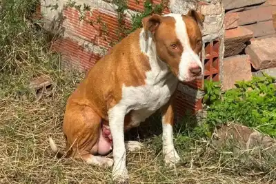 Rescataron a una pitbull con un tumor y una infección grave en el noroeste de Rosario