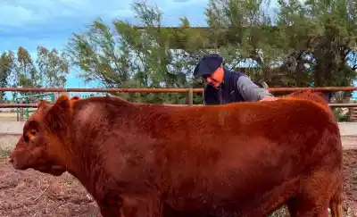 Pagaron $300 millones por un toro Angus: el detalle que sorprendió a todos