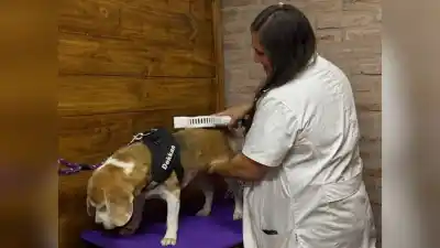 El boom de la kinesiología para mascotas en Rosario: quiénes están detrás de esta tendencia