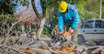 Mendoza endurece las reglas: por cada árbol que se tale habrá que plantar tres