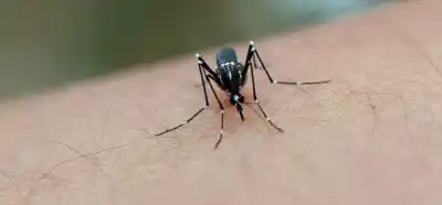 El fenómeno climático que podría desatar una nueva ola de dengue en Misiones