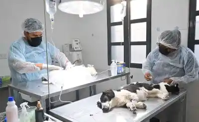 Zoonosis lleva su quirófano a los barrios: el cronograma completo para esta semana