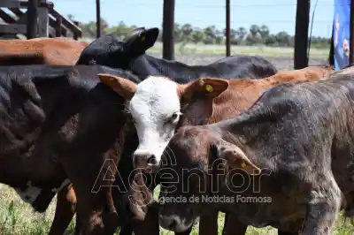 Feria Ganadera Paippera en Fortín Soledad: 760 cabezas de hacienda esperan el gran remate