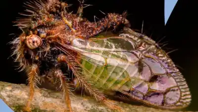 El quinto Safari de Invierno cerró con más de 1.200 especies registradas: ¿qué encontraron los observadores?