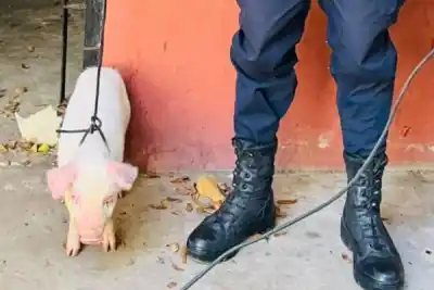 El misterioso caso del chancho perdido en Itatí que terminó con final feliz