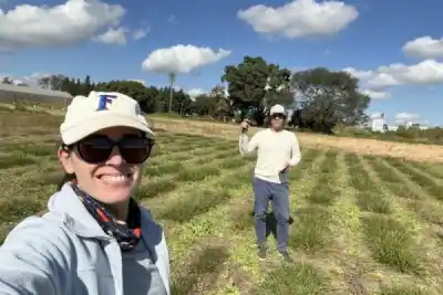 El secreto del pasto que alimenta al ganado del NEA: una investigación correntina busca plantas más resistentes